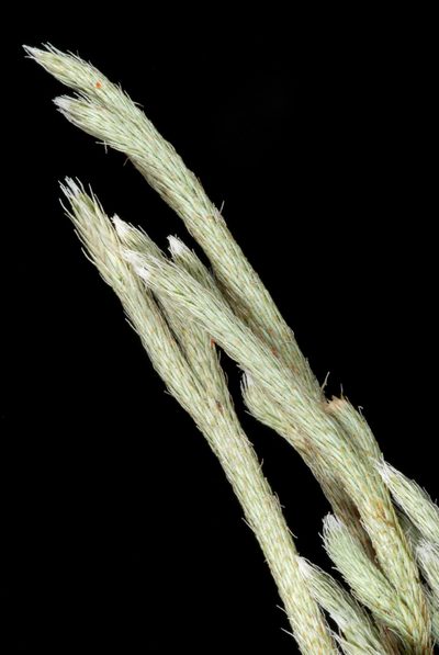Selaginella acanthonota, photographed by Douglas Goldman