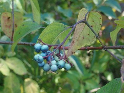 Cornus amomum, photographed by Lynn Harper