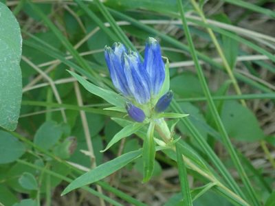 Gentiana linearis, photographed by Lynn Harper