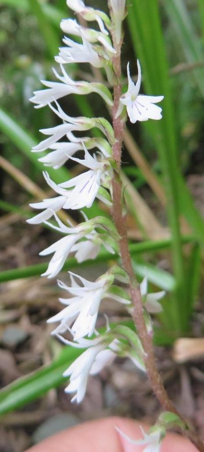 Holothrix orthoceras, photographed by linkie