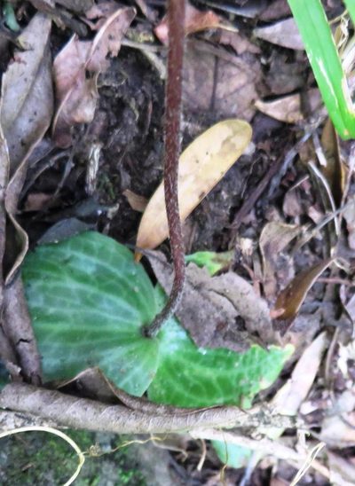 Holothrix orthoceras, photographed by linkie