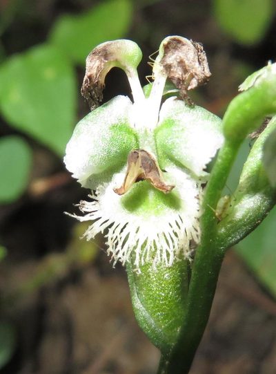 Huttonaea pulchra, photographed by linkie