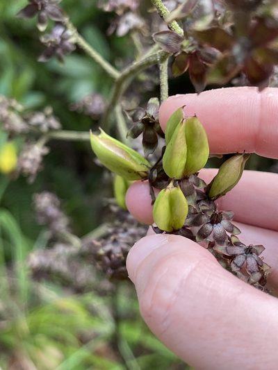 Veratrum schindleri, photographed by Yj