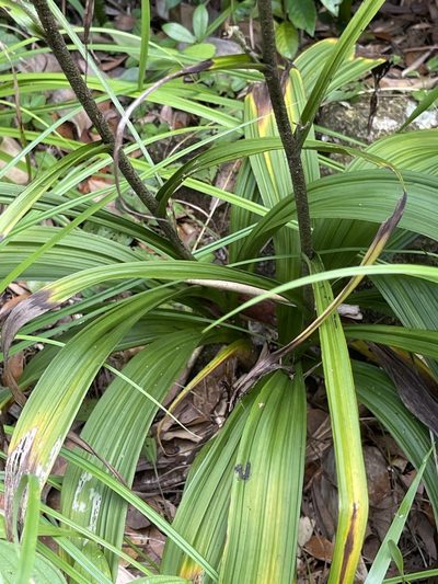 Veratrum schindleri, photographed by Yj