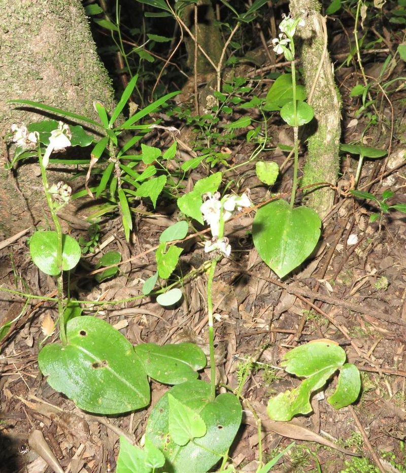 Huttonaea pulchra, photographed by linkie