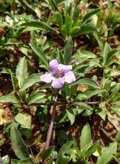 Dyschoriste schiedeana, photographed by Andrew Tree