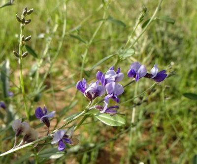 Pediomelum tenuiflorum, photographed by Andrew Tree