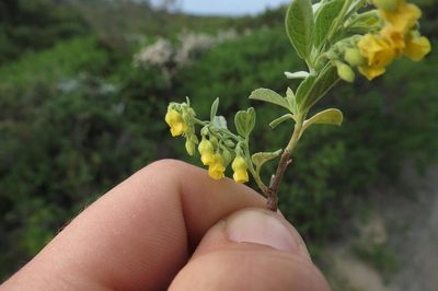 Hermannia holosericea, photographed by Brian du Preez
