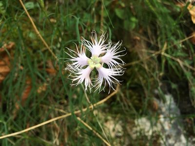 Dianthus hyssopifolius, photographed by preinzi