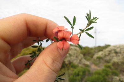 Indigofera candicans, photographed by Brian du Preez