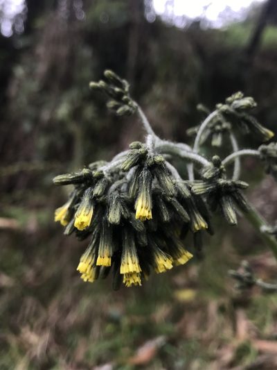 Hieracium avilae, photographed by Nicolás Baresch Uribe