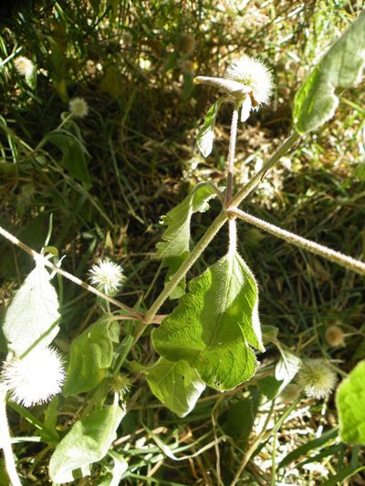 Cyathula uncinulata, photographed by Antoinette Eyssell Knox
