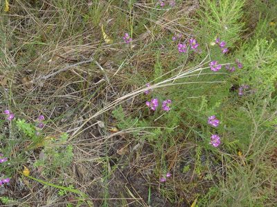 Polygala ericifolia, photographed by Nicola van Berkel