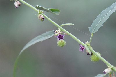 Ayenia filiformis, photographed by Mike Ostrowski