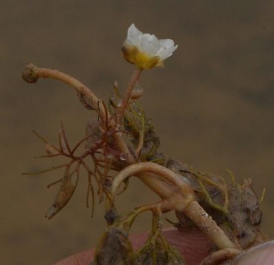 Ranunculus sphaerospermus, photographed by Tony Rebelo