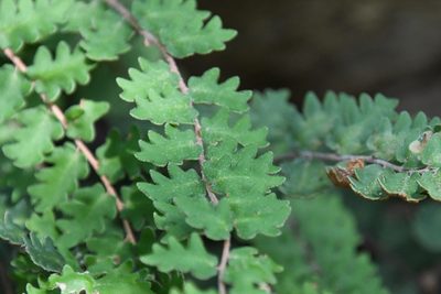 Astrolepis sinuata, photographed by Mike Ostrowski