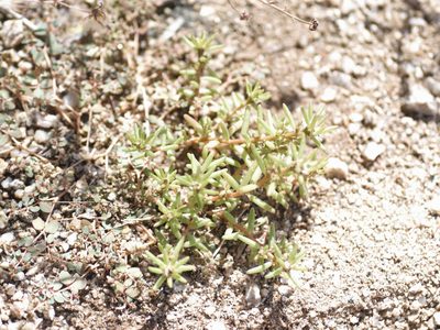 Portulaca halimoides, photographed by Elliott Gordon