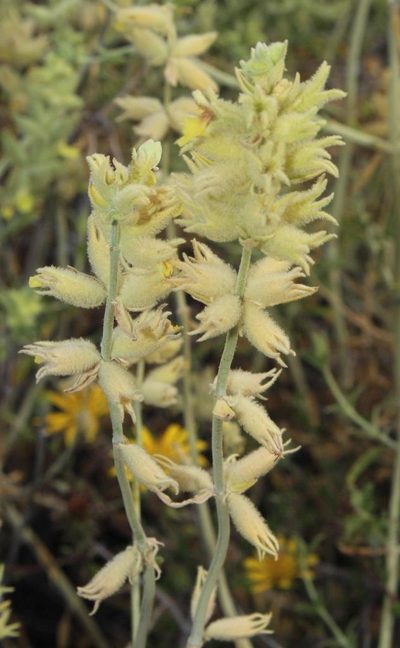 Stachys aurea, photographed by Tony Rebelo