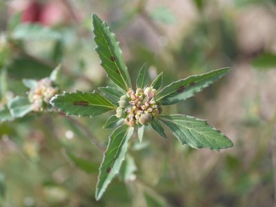 Euphorbia davidii, photographed by Elliott Gordon