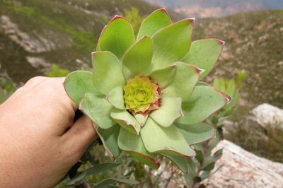 Leucadendron pubibracteolatum, photographed by Brian du Preez