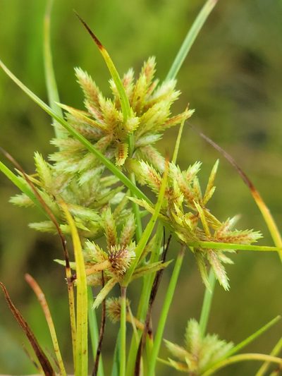 Cyperus pumilus, photographed by Jay Horn