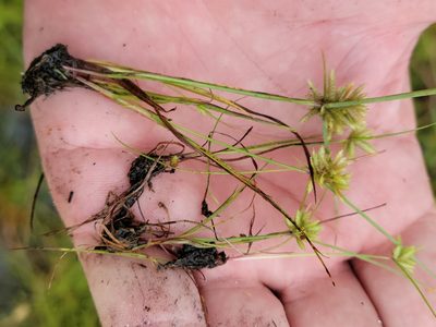 Cyperus pumilus, photographed by Jay Horn