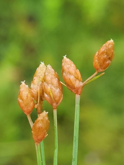 Fimbristylis schoenoides, photographed by Jay Horn