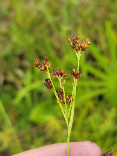 Rhynchospora recognita, photographed by Jay Horn