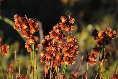Staberoha banksii, photographed by Tony Rebelo