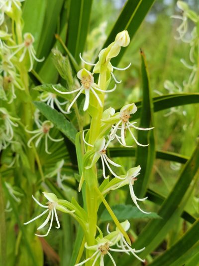 Habenaria quinqueseta, photographed by Jay Horn