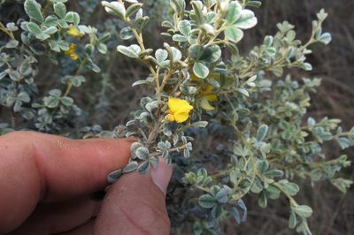 Argyrolobium parviflorum, photographed by Brian du Preez