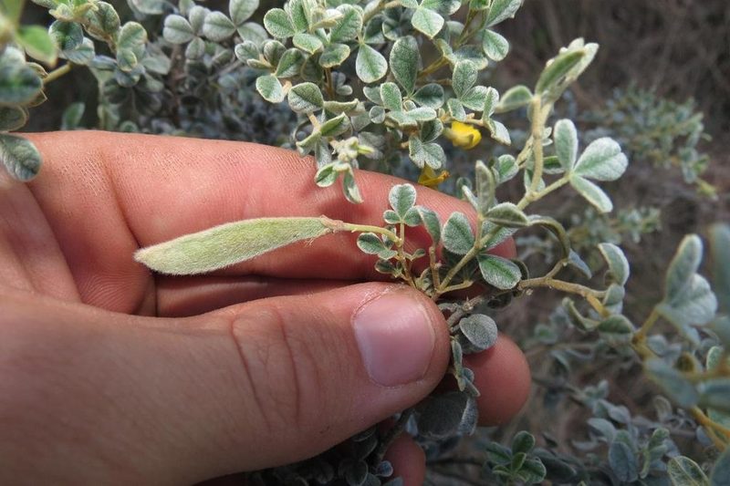 Argyrolobium parviflorum, photographed by Brian du Preez