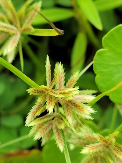 Cyperus pumilus, photographed by Jay Horn