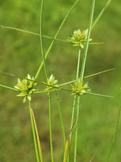 Cyperus pumilus, photographed by Jay Horn