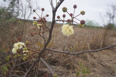 Senegalia praecox, photographed by florsoteras