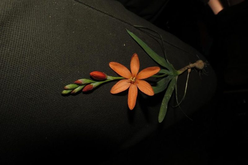 Tritonia dubia, photographed by Brian du Preez