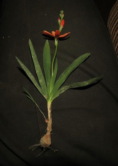 Tritonia dubia, photographed by Brian du Preez