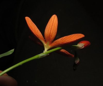 Tritonia dubia, photographed by Brian du Preez
