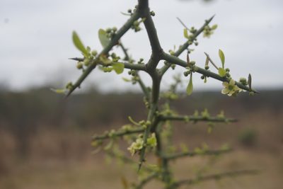 Maytenus spinosa, photographed by florsoteras