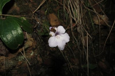 Streptocarpus meyeri, photographed by Brian du Preez