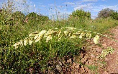 Eragrostis superba, photographed by Andrew Tree