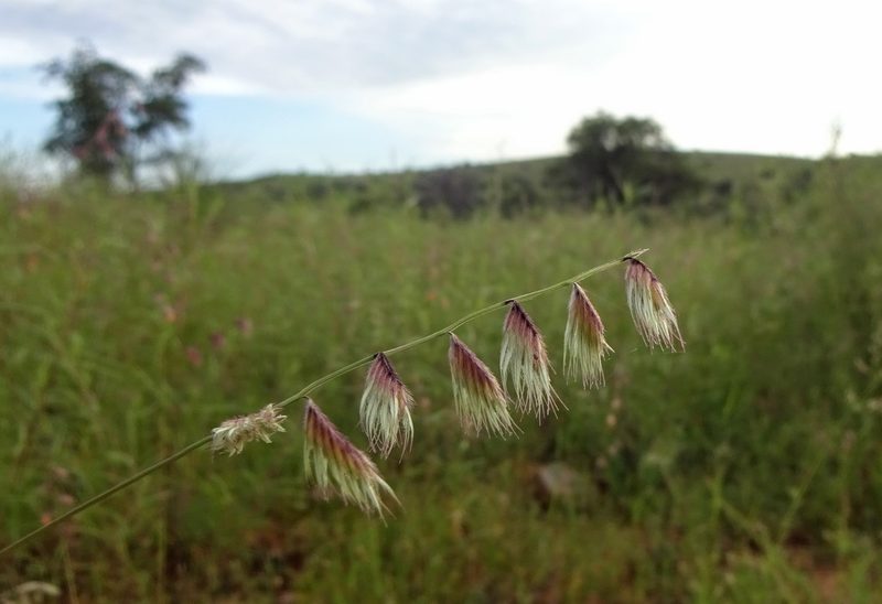 Bouteloua chondrosioides, photographed by Andrew Tree
