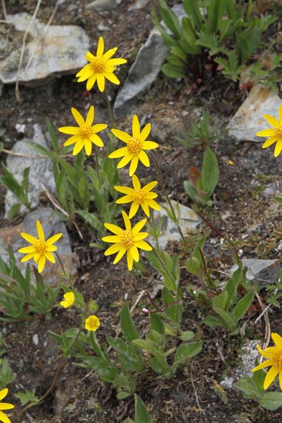 Arnica rydbergii, photographed by J Straka