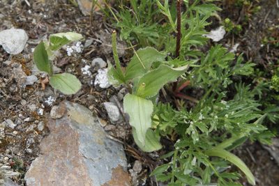 Arnica rydbergii, photographed by J Straka