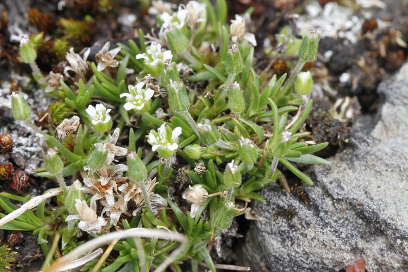 Cherleria biflora, photographed by J Straka
