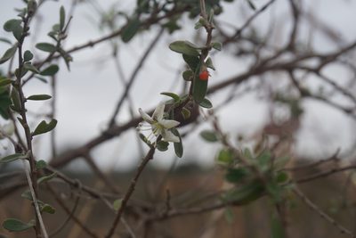 Lycium ciliatum, photographed by florsoteras