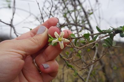 Lycium ciliatum, photographed by florsoteras
