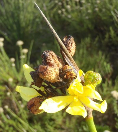 Bobartia robusta, photographed by Nicola van Berkel