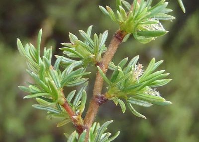 Cliffortia ramosissima, photographed by Nicola van Berkel