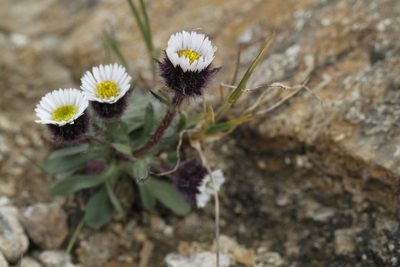Erigeron humilis, photographed by J Straka